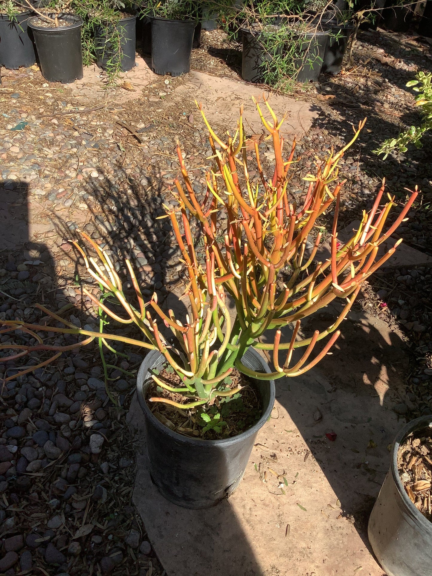1  Sticks on Fire Firesticks Pencil Cactus Euphorbia tirucalli Plant One Gallon Size
