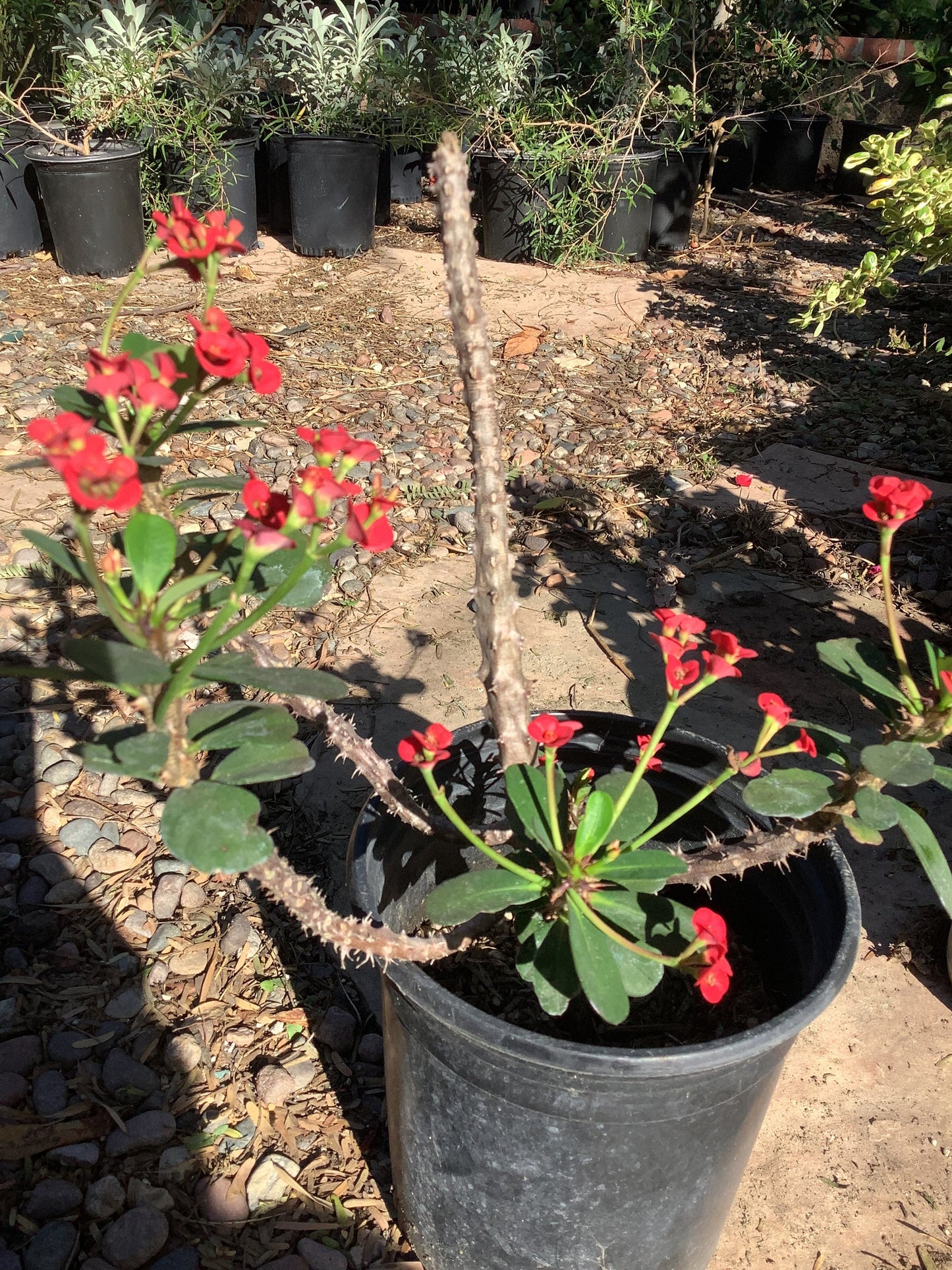 1  Crown of thorns Euphorbia milii Plant One Gallon Size