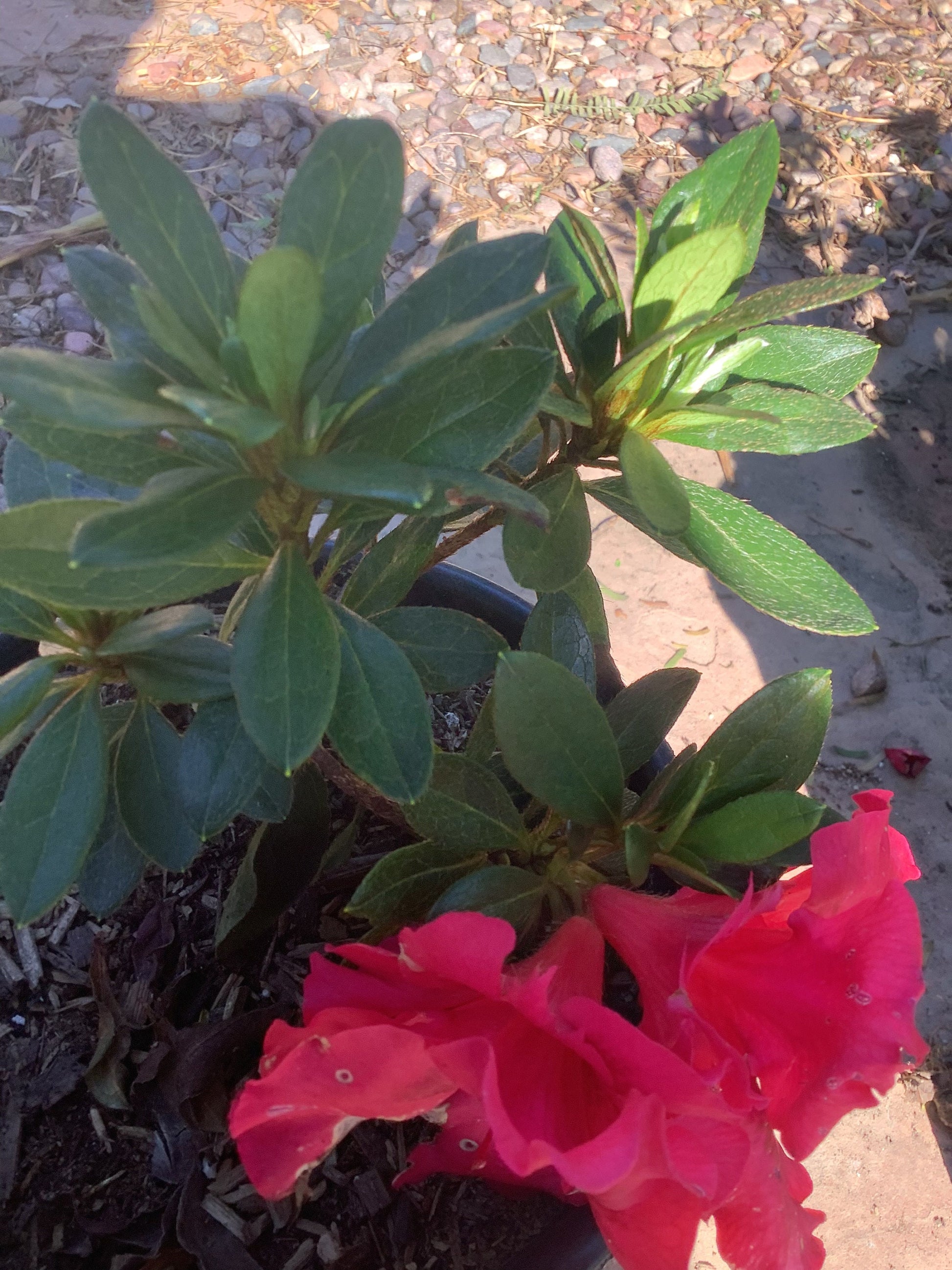 Red Azalea Plant Healtny Harvesters