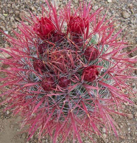 Ferocactus Gracilis - Fire Barrel Cactus Plant Rooted Healthy Harvesters