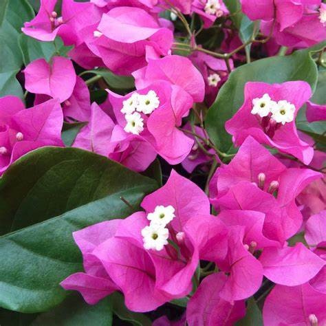 Barbara Karst Bougainvillea Plant Healthy Harvesters