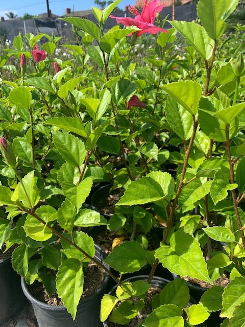 Tropical Hibiscus 'Lipstick' Pink Flower Plant Healtny Harvesters