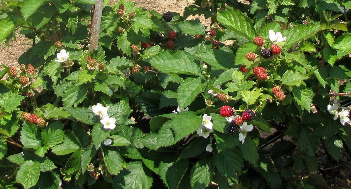 2 Sweetie Pie  Thornless Blackberry Plants