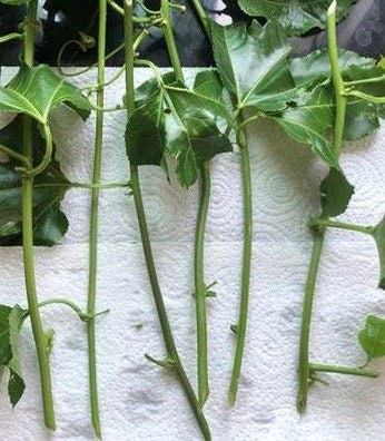 Passion Fruit Cuttings