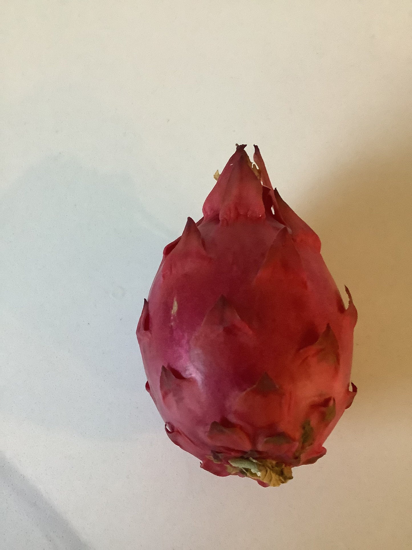 1 Lisa Dragon Fruit ROOTED Plant