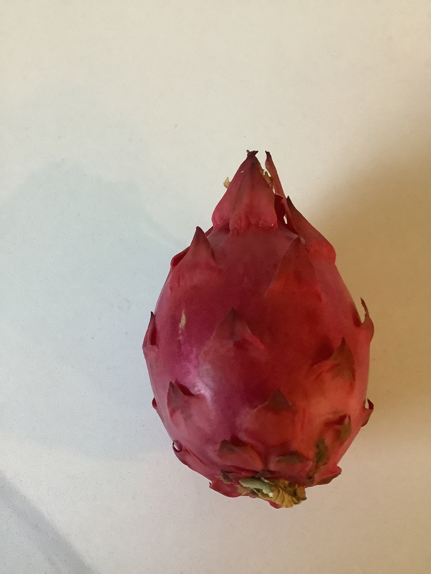 4 Sugar Dragon  Fruit Hylocereus guatemalensis X ROOTED Plants