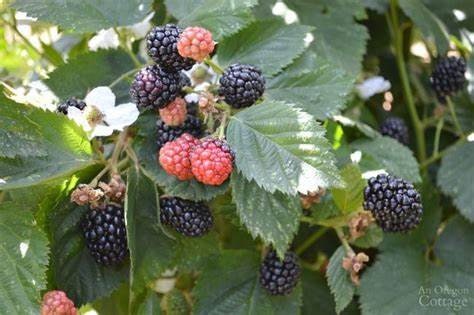1 Triple Crown Thornless Blackberry Plant