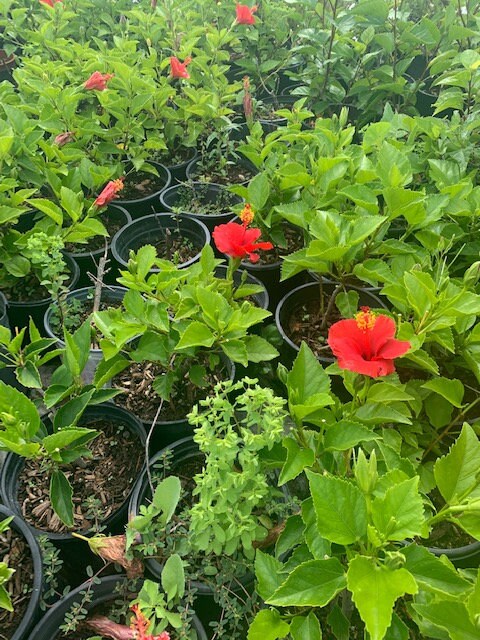 Tropical Hawaiian Red Hibiscus  Plant