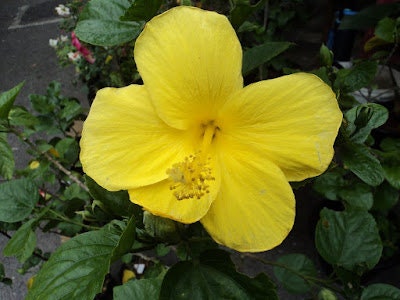 Tropical Yellow Flower Hibiscus  Plant