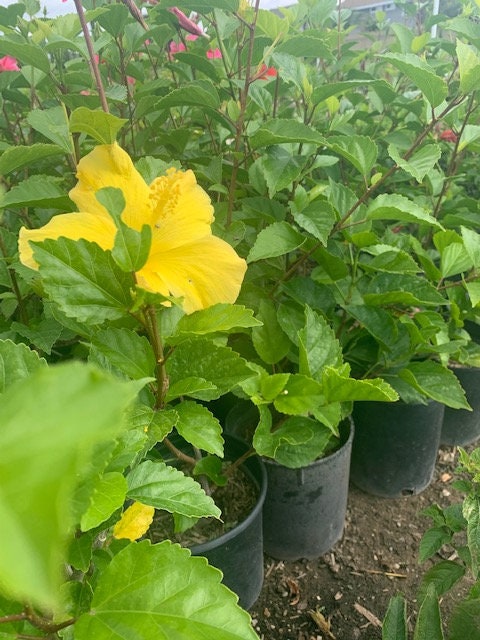 Tropical Yellow Flower Hibiscus  Plant Healtny Harvesters