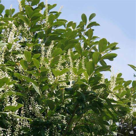 4 Carolina Cherry Laurel Plants  Prunus caroliniana