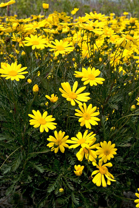 Yellow Bush Daisy Plant Euryops Sonnenschein