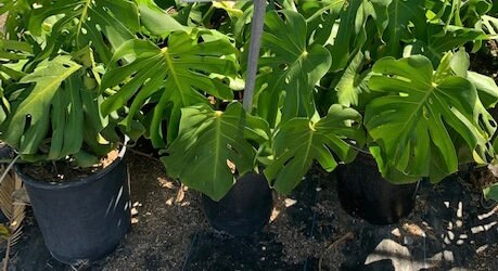 Monstera Deliciosa Swiss Cheese Plant Large 5 Gallon Container Healthy Harvesters