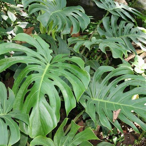 Monstera Deliciosa Swiss Cheese Plant Large 5 Gallon Container Healthy Harvesters