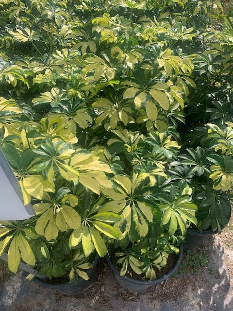 Umbrella Tree Schefflera Trinette Variegated Plant Five  Gallon Size Healtny Harvesters