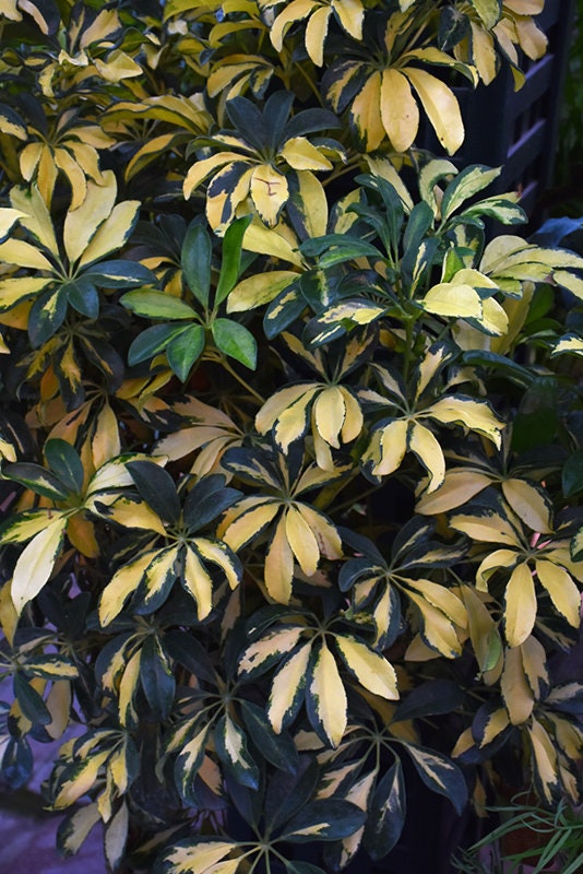 Umbrella Tree Schefflera Trinette Variegated Plant Five  Gallon Size Healtny Harvesters