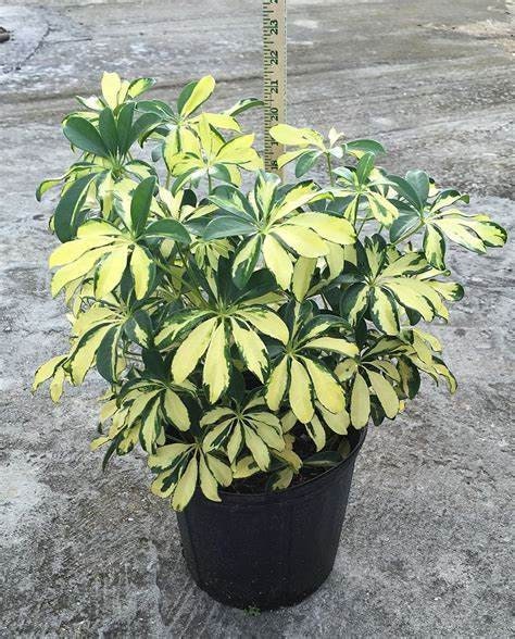 Umbrella Tree Schefflera Trinette Variegated Plant Five  Gallon Size