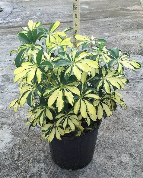 Umbrella Tree Schefflera Trinette Variegated Plant Five  Gallon Size Healtny Harvesters