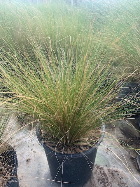 Mexican Feather Grass Plant One Gallon Size Healtny Harvesters