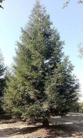 4 Coast Redwood Tree Sequoia sempervirens  Seedlings