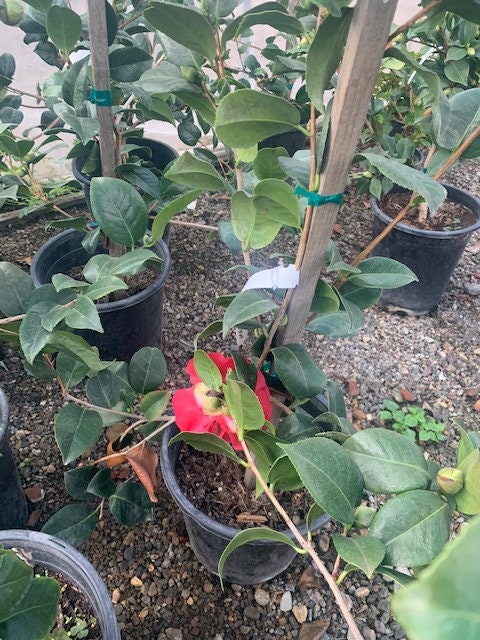Marie Bracey Camellia japonica Plant One Gallon Size