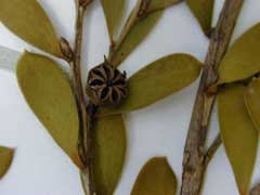 Dwarf Tea Tree Plant Leptospermum l. 'Reevesii' Healtny Harvesters