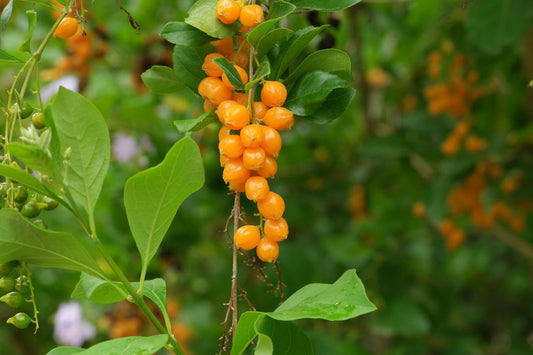 Golden Dewdrop, Pigeon Berry, Skyflower Duranta erecta Plant One Gallon Size Healtny Harvesters