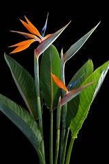 Orange Bird of Paradise Plant Strelitzia reginae 5 Gallon Size