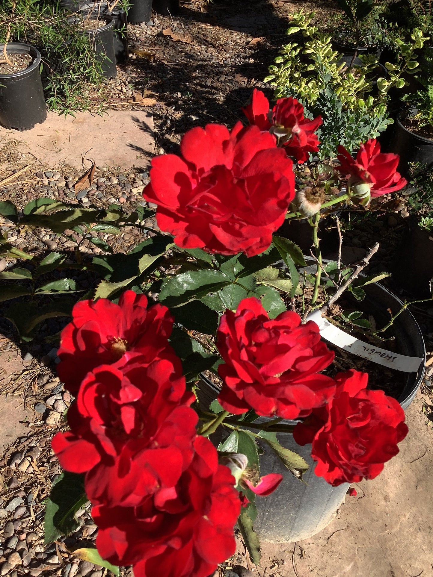 Red Floribunda Rose 'Showbiz' Plant Large 5 Gallon Healtny Harvesters