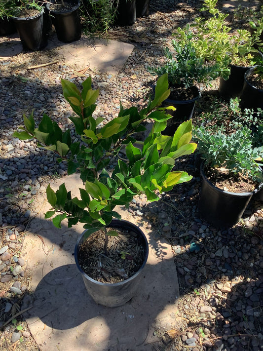 One Purple Crape Myrtle Lagerstromia indica ‘Catawba’ Tree One Gallon Size Healtny Harvesters