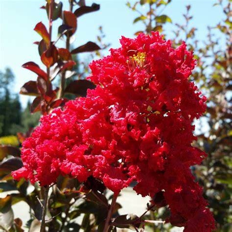 Red Crape Myrtle Lagerstroemia indica Healtny Harvesters