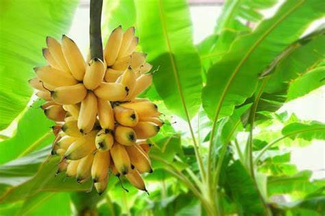 Gran  Nain Banana  Live Plant Healthy Harvesters