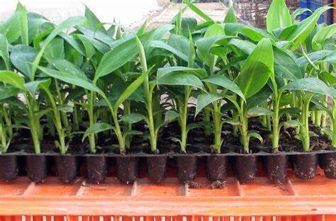 Gran  Nain Banana  Live Plant Healthy Harvesters