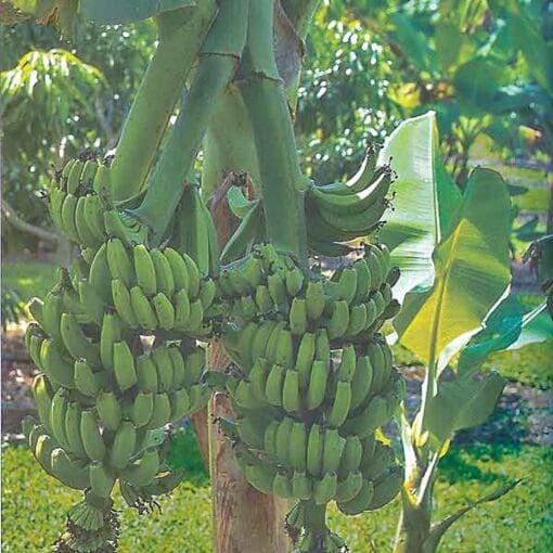 Banana Double Mahoi Musa hybrid Plant