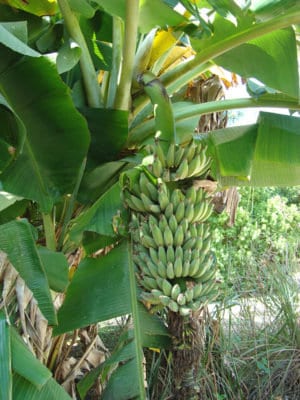 2 Banana Plant Dwarf Namwa Musa Banana Trees