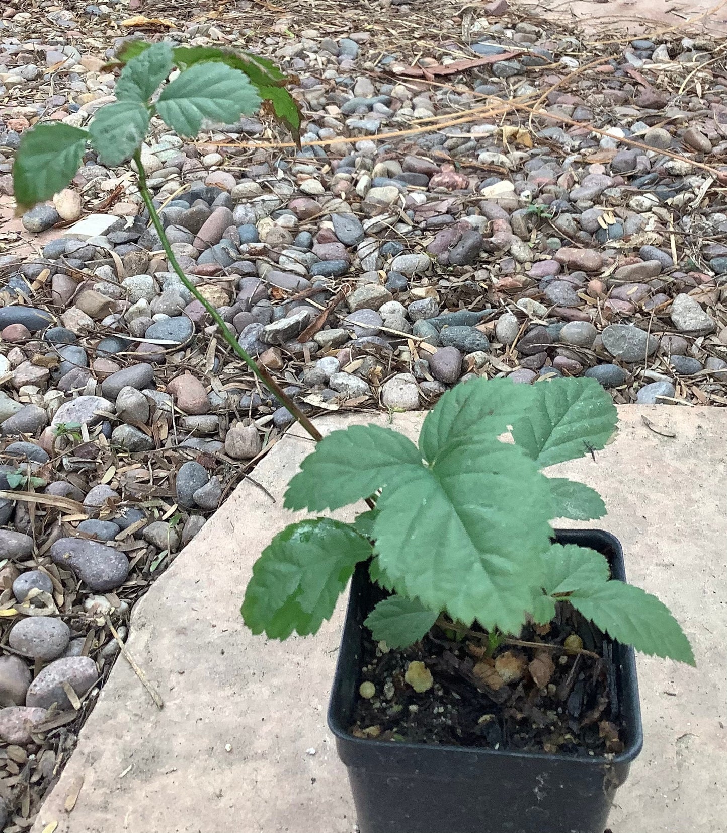 Natchez Thornless Blackberry Plant