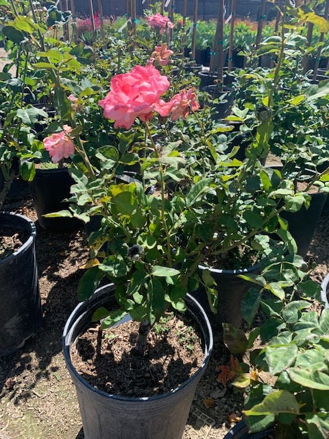 Miss All American Beauty Pink Rose Large 5 Gallon Size