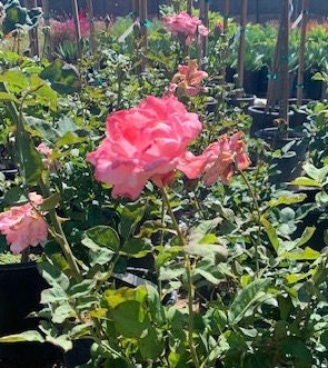 Miss All American Beauty Pink Rose Large 5 Gallon Size Healthy Harvesters