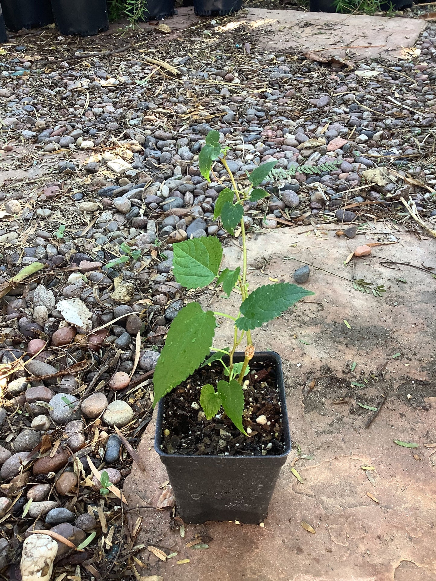 4 Red Mulberry (Morus rubra) Trees