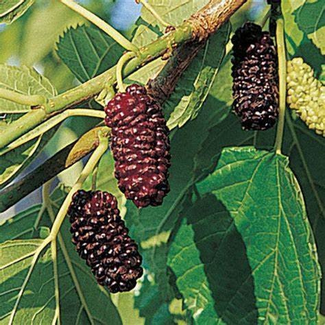 Illinois Everbearing Mulberry Tree