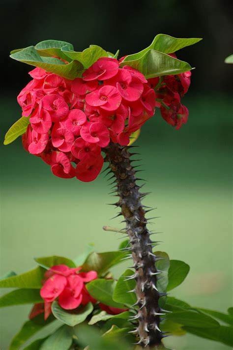 Crown of thorns Euphorbia milii flower