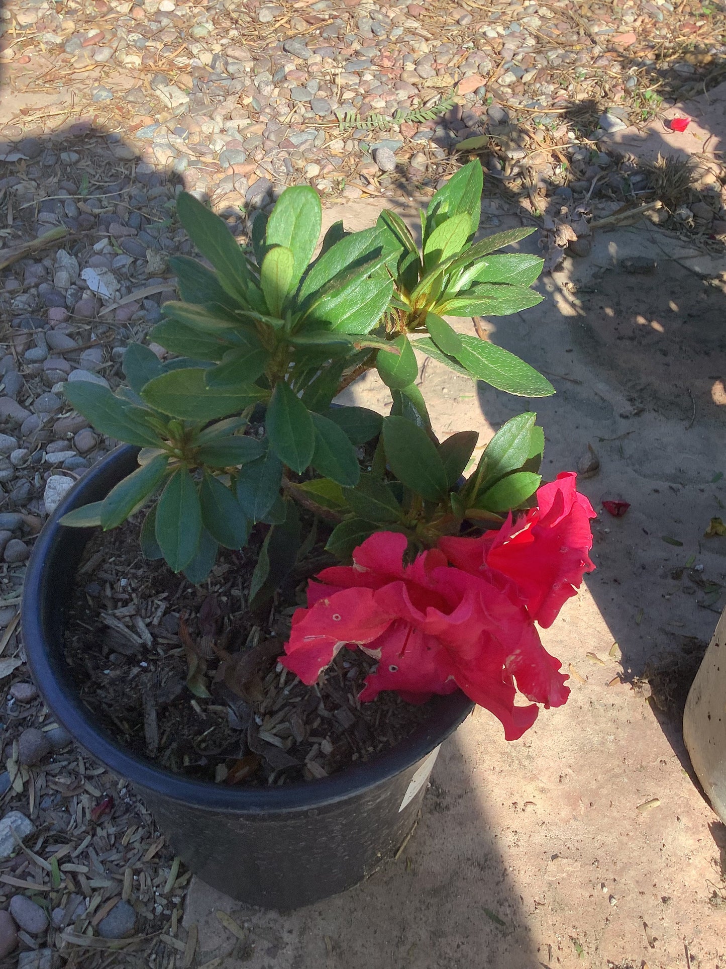 Red Azalea Plant