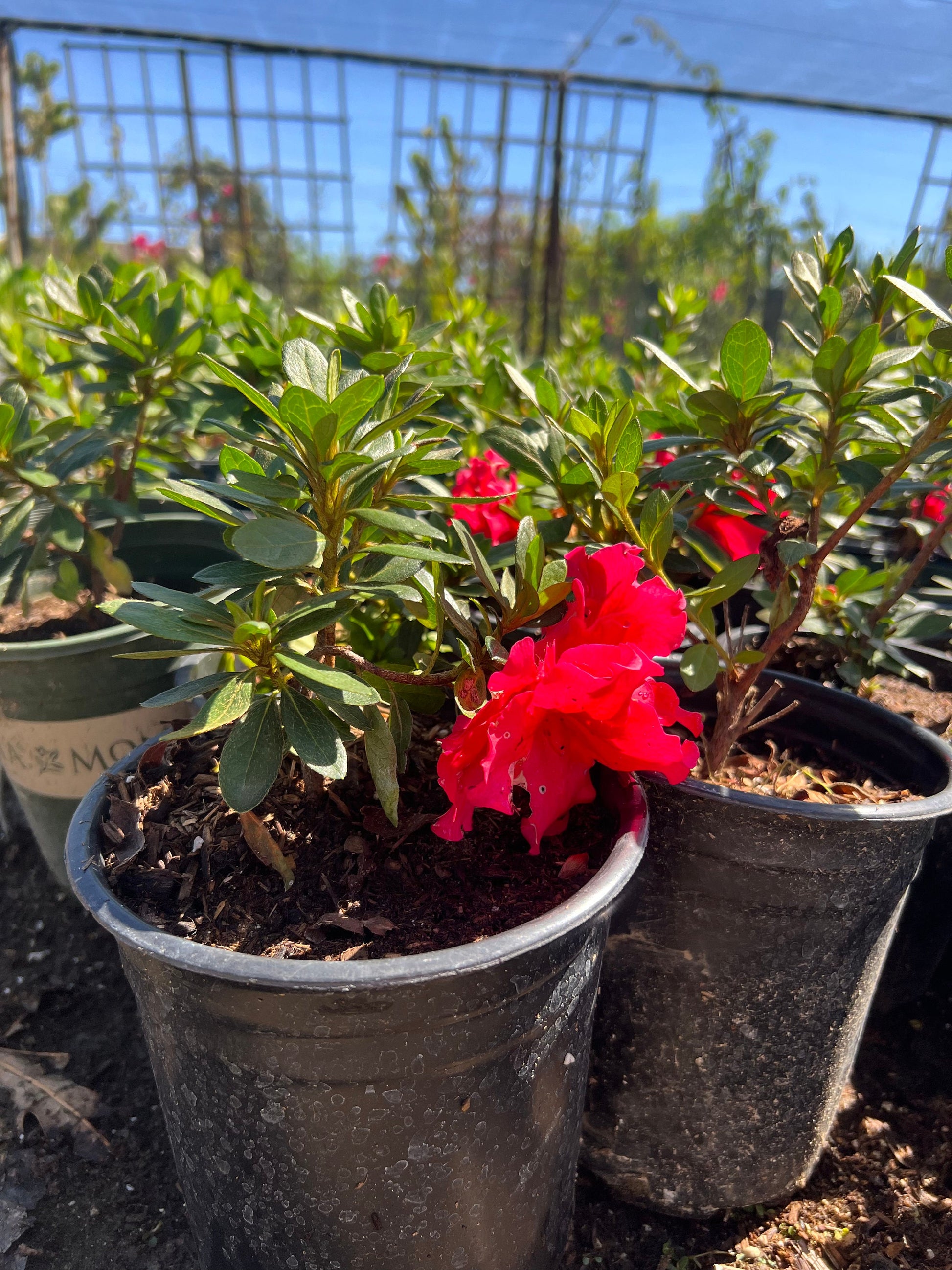 Red Azalea Plant Healtny Harvesters