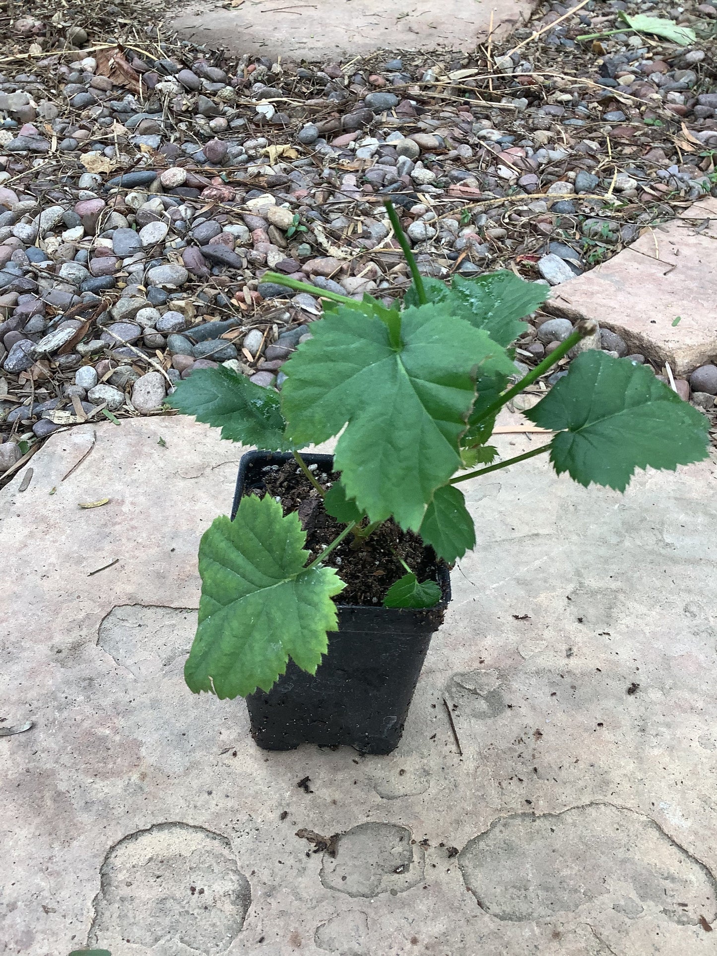 2 Von Thornless Blackberry Plants