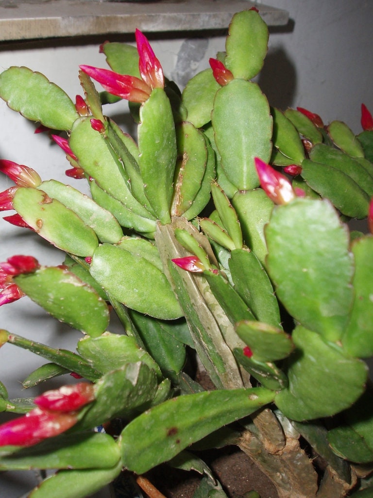 3 Christmas Cactus Schlumbergera Truncata Plants