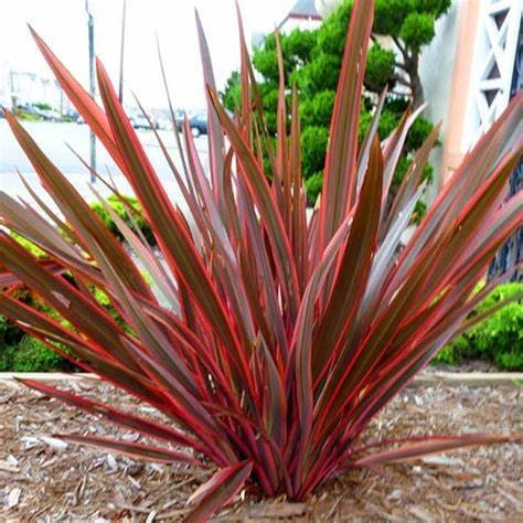 New Zealand Flax Phormium Bronze Purple Landscape Plant