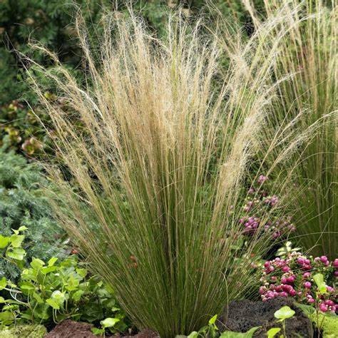 Mexican Feather Grass Plant One Gallon Size Healtny Harvesters