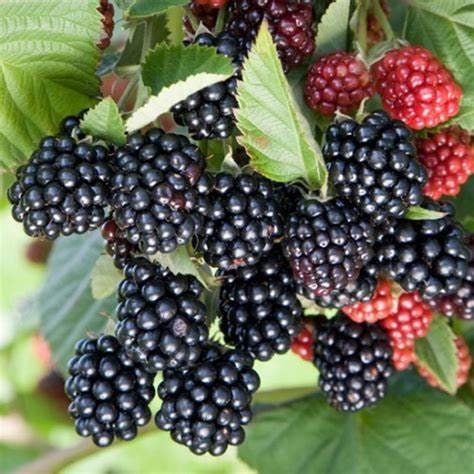 2 Natchez Thornless Blackberry Plants
