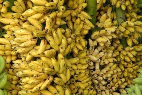 Mysore Banana Tree