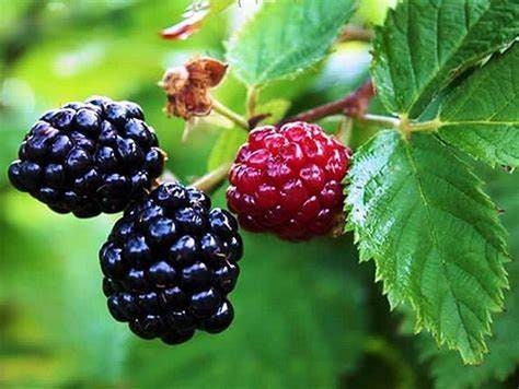 4 Von Thornless Blackberry Plants